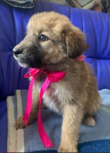 Reba a fawn Romanian rescue dog 1 | 1 Dog at a Time Rescue UK