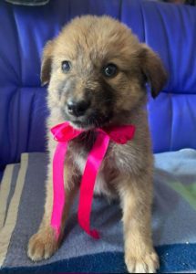 Reba a fawn Romanian rescue dog 1 | 1 Dog at a Time Rescue UK