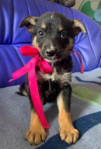 Rhea a black and fawn Romanian rescue dog 1 | 1 Dog at a Time Rescue UK