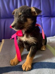 Rhea a black and fawn Romanian rescue dog 1 | 1 Dog at a Time Rescue UK