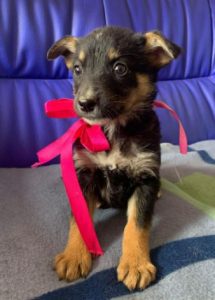Rhea a black and fawn Romanian rescue dog 1 | 1 Dog at a Time Rescue UK