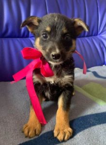 Rhea a black and fawn Romanian rescue dog 1 | 1 Dog at a Time Rescue UK