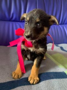 Rhea a black and fawn Romanian rescue dog 1 | 1 Dog at a Time Rescue UK