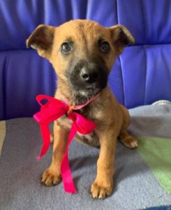 Rosa a fawn Romanian rescue dog 1 | 1 Dog at a Time Rescue UK