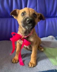 Rosa a fawn Romanian rescue dog 1 | 1 Dog at a Time Rescue UK