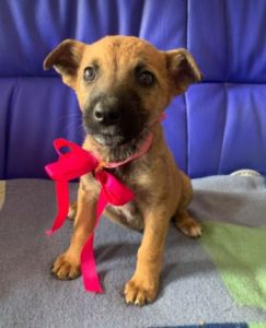 Rosa a fawn Romanian rescue dog 1 | 1 Dog at a Time Rescue UK