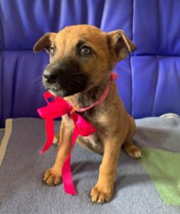 Rosa a fawn Romanian rescue dog 1 | 1 Dog at a Time Rescue UK