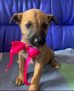 Rosa a fawn Romanian rescue dog 1 | 1 Dog at a Time Rescue UK