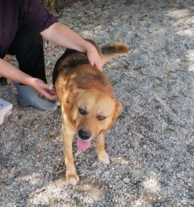 Sammy a tan and black Romanian rescue dog | 1 Dog at a Time rescue UK