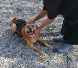 Sammy a tan and black Romanian rescue dog | 1 Dog at a Time rescue UK