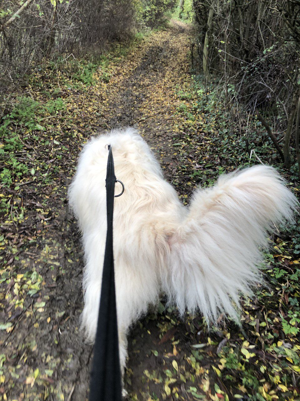Baxter a mioritic rescue on a muddy walk in woods Baxter a rescue mioritic on a walk 1 Dog At a Time Rescue UK | Dedicated To Rescuing and Rehoming Romanian Street Dogs