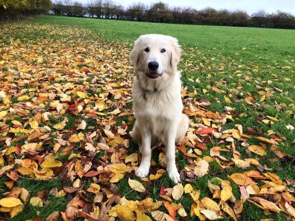 Baxter the Romanian mioritic rescue sitting in autumn leaves| 1 Dog At a Time Rescue UK | Dedicated To Rescuing and Rehoming Romanian Street Dogs