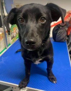 Bonnie a black Romanian rescue dog | 1 Dog at a Time Rescue UK