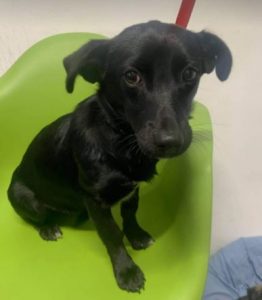 Bonnie a black Romanian rescue dog | 1 Dog at a Time Rescue UK