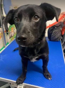 Bonnie a black Romanian rescue dog | 1 Dog at a Time Rescue UK