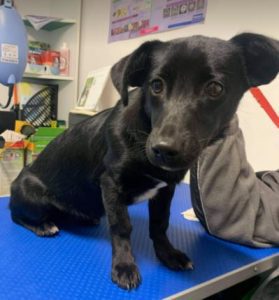 Bonnie a black Romanian rescue dog | 1 Dog at a Time Rescue UK