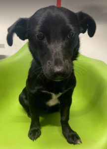 Bonnie a black Romanian rescue dog | 1 Dog at a Time Rescue UK