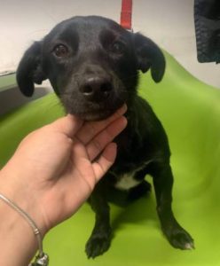 Bonnie a black Romanian rescue dog | 1 Dog at a Time Rescue UK