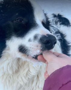 Bowie a black and white Romanian rescue dog | 1 Dog at a Time Rescue UK