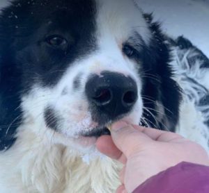 Bowie a black and white Romanian rescue dog | 1 Dog at a Time Rescue UK