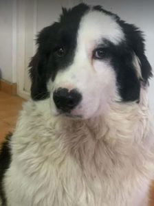 Bowie a black and white Romanian rescue dog | 1 Dog at a Time Rescue UK