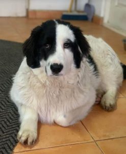 Bowie a black and white Romanian rescue dog | 1 Dog at a Time Rescue UK