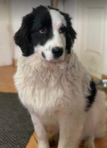 Bowie a black and white Romanian rescue dog | 1 Dog at a Time Rescue UK