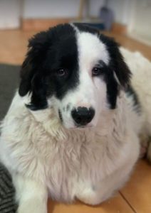 Bowie a black and white Romanian rescue dog | 1 Dog at a Time Rescue UK