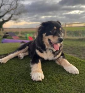 Casey a black and brown Romanian rescue dog | 1 Dog at a Time Rescue UK