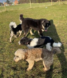 Casey a black and brown Romanian rescue dog | 1 Dog at a Time Rescue UK