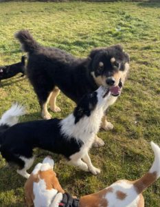 Casey a black and brown Romanian rescue dog | 1 Dog at a Time Rescue UK