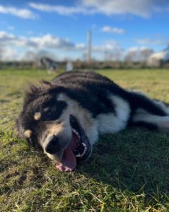 Casey a black and brown Romanian rescue dog | 1 Dog at a Time Rescue UK