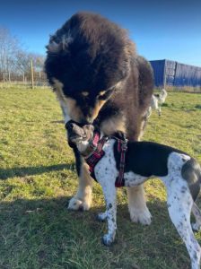 Casey a black and brown Romanian rescue dog | 1 Dog at a Time Rescue UK