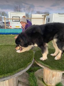 Casey a black and brown Romanian rescue dog | 1 Dog at a Time Rescue UK