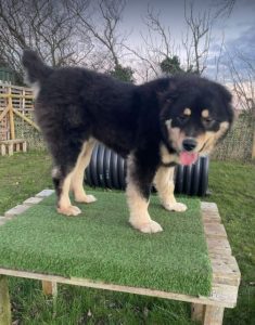 Casey a black and brown Romanian rescue dog | 1 Dog at a Time Rescue UK