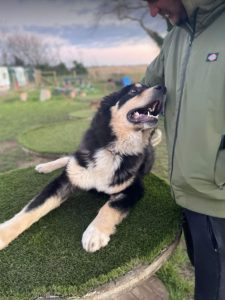 Casey a black and brown Romanian rescue dog | 1 Dog at a Time Rescue UK