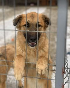 Charley a fawn coloured Romanian rescue dog | 1 Dog at a Time Rescue UK