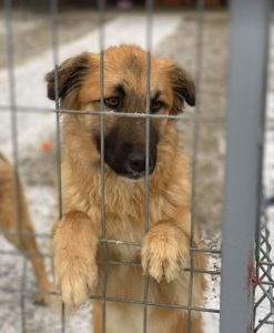 Charley a fawn coloured Romanian rescue dog | 1 Dog at a Time Rescue UK