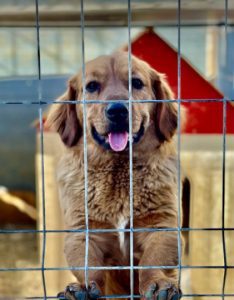 Cheri a tan coloured Romanian rescue dog | 1 Dog at a Time Rescue UK