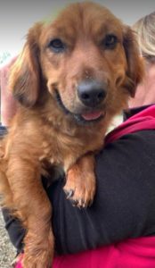 Cheri a tan coloured Romanian rescue dog | 1 Dog at a Time Rescue UK