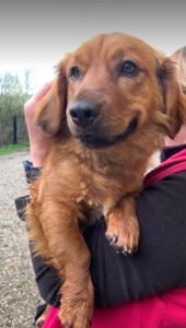 Cheri a tan coloured Romanian rescue dog | 1 Dog at a Time Rescue UK