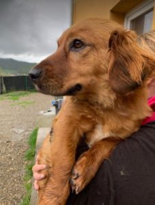 Cheri a tan coloured Romanian rescue dog | 1 Dog at a Time Rescue UK