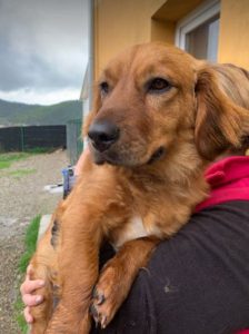Cheri a tan coloured Romanian rescue dog | 1 Dog at a Time Rescue UK