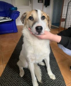 Christa a tan and white Romanian rescue dog | 1 Dog at a Time Rescue UK