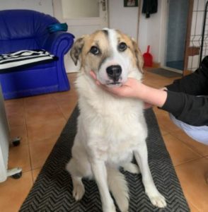 Christa a tan and white Romanian rescue dog | 1 Dog at a Time Rescue UK