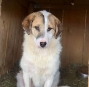 Christa a tan and white Romanian rescue dog | 1 Dog at a Time Rescue UK