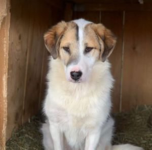 Christa a tan and white Romanian rescue dog | 1 Dog at a Time Rescue UK