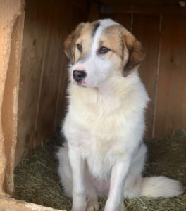 Christa a tan and white Romanian rescue dog | 1 Dog at a Time Rescue UK