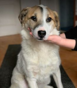 Christa a tan and white Romanian rescue dog | 1 Dog at a Time Rescue UK