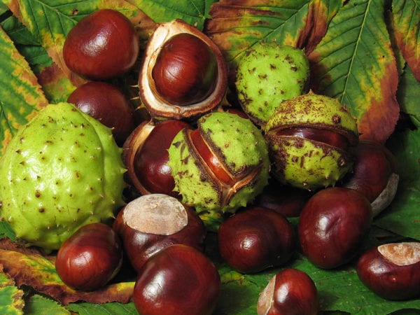 Conkers are poisonous to dogs | 1 Dog At a Time Rescue UK | Dedicated To Rescuing and Rehoming Romanian Street Dogs